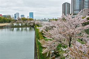 Image result for Japan Osaka Sakura