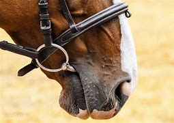 Image result for Double Bit Horse
