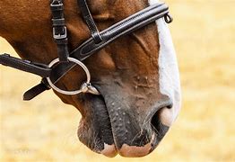 Image result for Information On Horse Bits