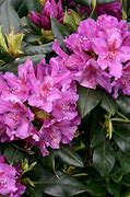 Image result for Rhododendron (T) Lees Dark Purple