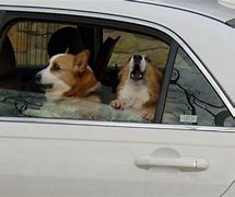 Image result for Two Dogs Answering Phone