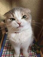 Image result for Angry Fat Cat