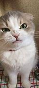 Image result for Annoyed Kitten Picture