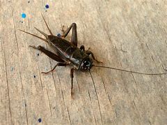 Image result for Silent Crickets