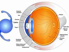 Image result for J and J Ao Toric Contact Lenses
