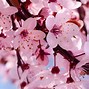 Image result for Beautiful Cherry Blossoms