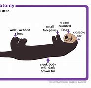 Image result for Sea Otter Anatomy