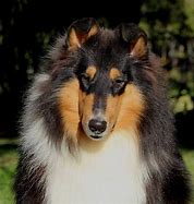 Image result for Tri Rough Collie