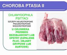 Image result for choroba_ptasia