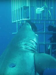 Image result for Largest Shark Ever Found