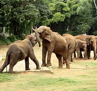 Image result for India Largest Zoo