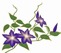 Image result for Purple Clematis Identification