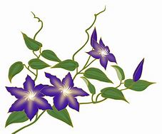 Image result for Planting Clematis