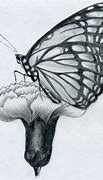 Image result for A Beautiful Butterfly Pencil Drawing
