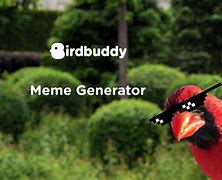 Image result for Damn Bird Meme