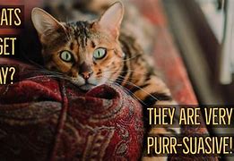 Image result for Funny Cat Humor
