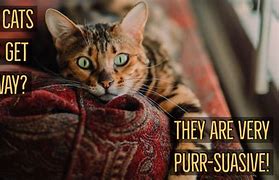 Image result for Clean Cat Jokes