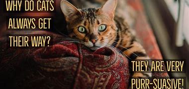 Image result for Funny Cat Jokes for Adults