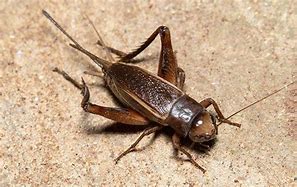 Image result for House Cricket