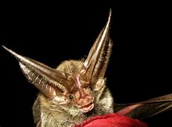 Image result for Big Ear Bat