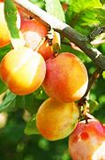 Image result for Burbank Plumcot