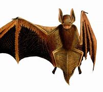 Image result for Vintage Bat Drawing