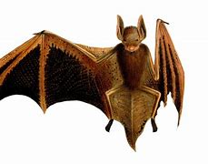 Image result for Rubber Bat 60s