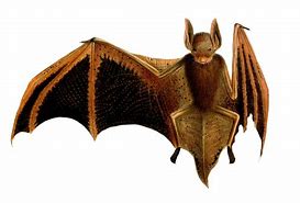 Image result for Antique Bat Clip Art