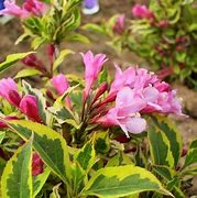 Image result for Weigela florida Magical Rainbow