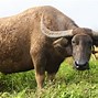 Image result for World's Biggest Bull