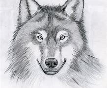 Image result for Wolf Face Drawing in Pencil