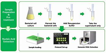 Image result for Bacterial DNA Extraction
