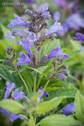 Image result for NEPETA SUBS. WASHFIELD