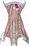 Image result for Inner Chest Muscle