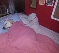 Image result for Dog in Bed Meme