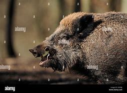 Image result for Sus Scrofa Tusks