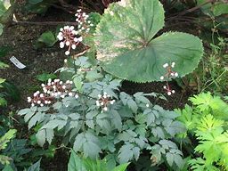Image result for Actaea pachypoda Misty Blue