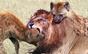 Image result for Hyena Eats Lion