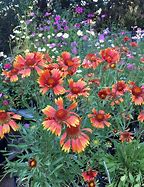 Image result for Gaillardia Tokayer