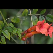 Image result for Does Poison Ivy Flower