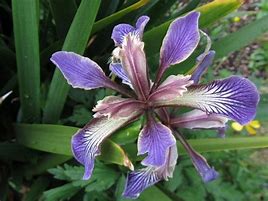 Image result for Iris foetidissima