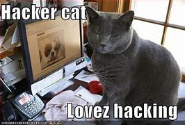 Image result for Hacker Cat Meme