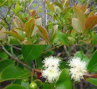 Image result for psidium cattleianum