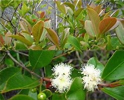 Image result for psidium cattleianum