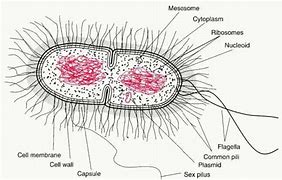 Image result for Sketchy Mycobaterium Photo Labeled