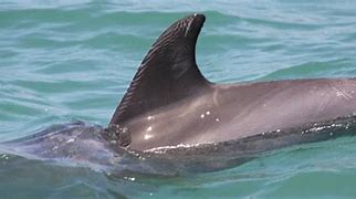 Image result for Dolphin Fin