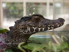 Image result for Crocodile Compared to Alligator