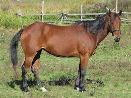 Image result for Domestic Animals Horse