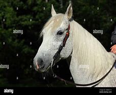 Image result for Quarter Horse Western Bridle