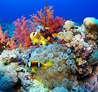 Image result for Live Underwater Ocean Scenes